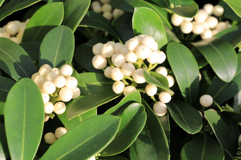 skimmia struiken