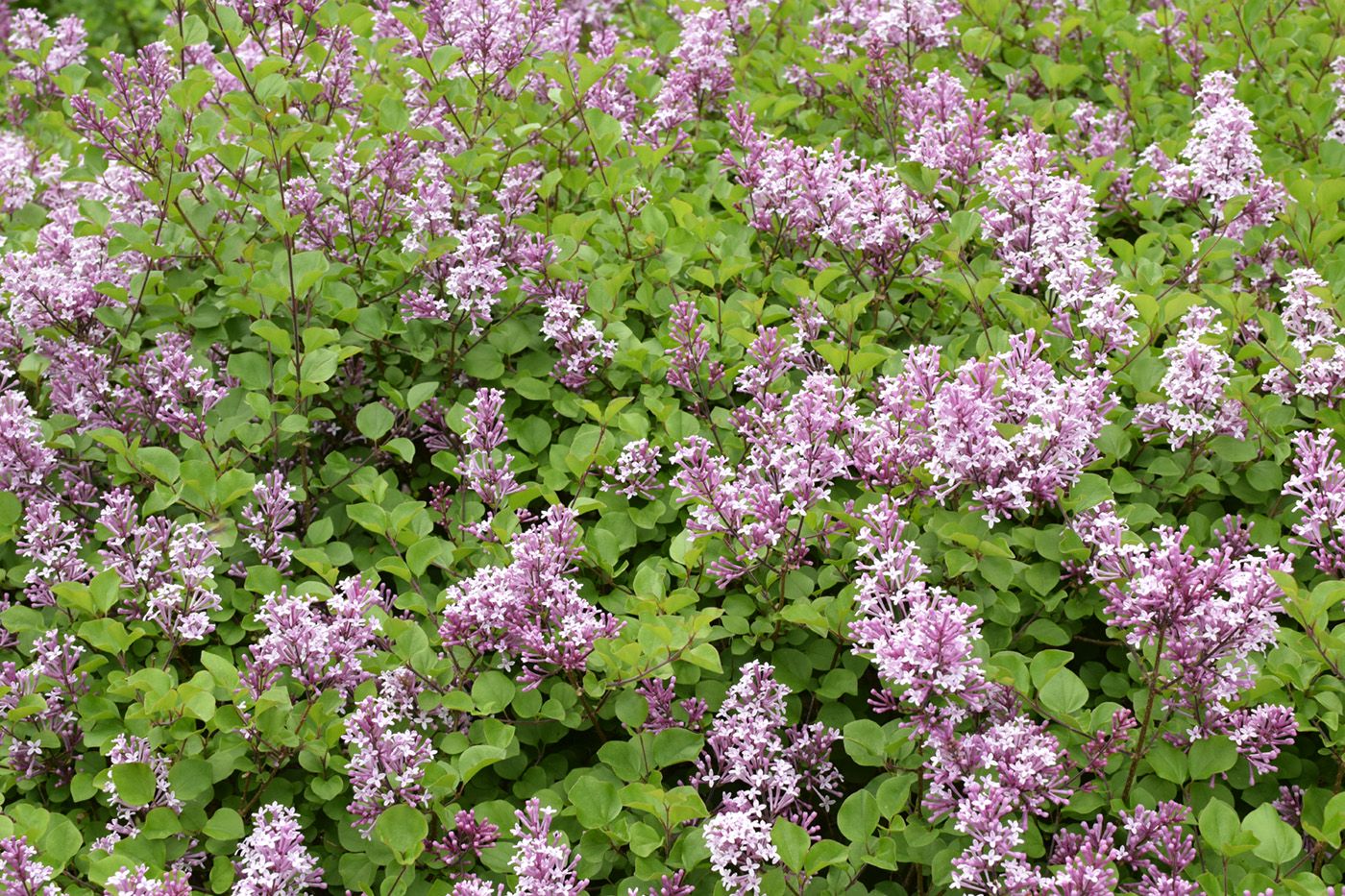 Flieder - Syringa meyeri 'Palibin' (Zwergflieder)