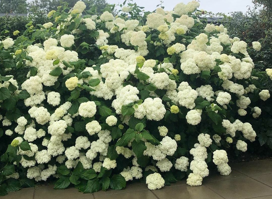 Hortensia Annabelle