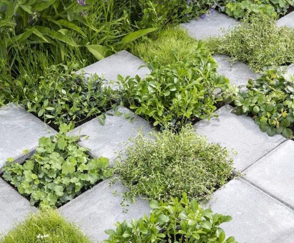 terras met tegels er uit voor planten / kruiden