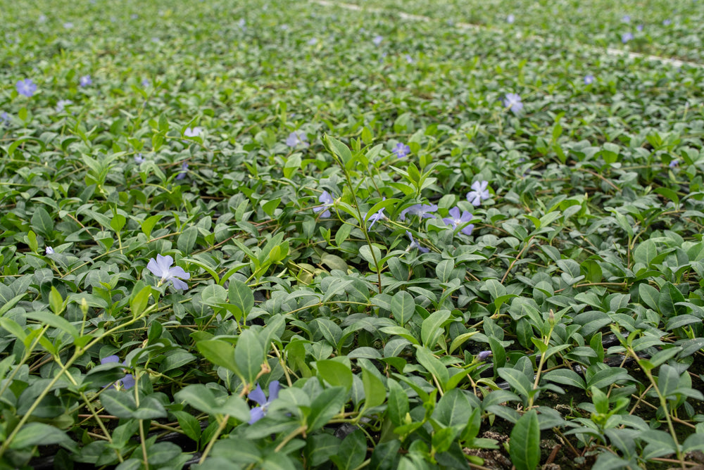 Vinca maagdenpalm