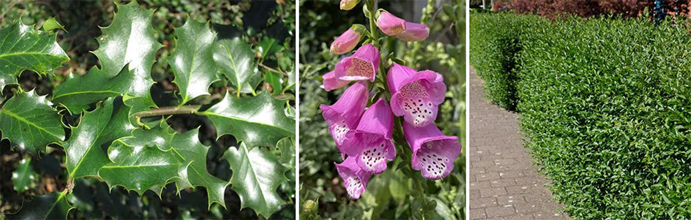 Planten die vogels lokken