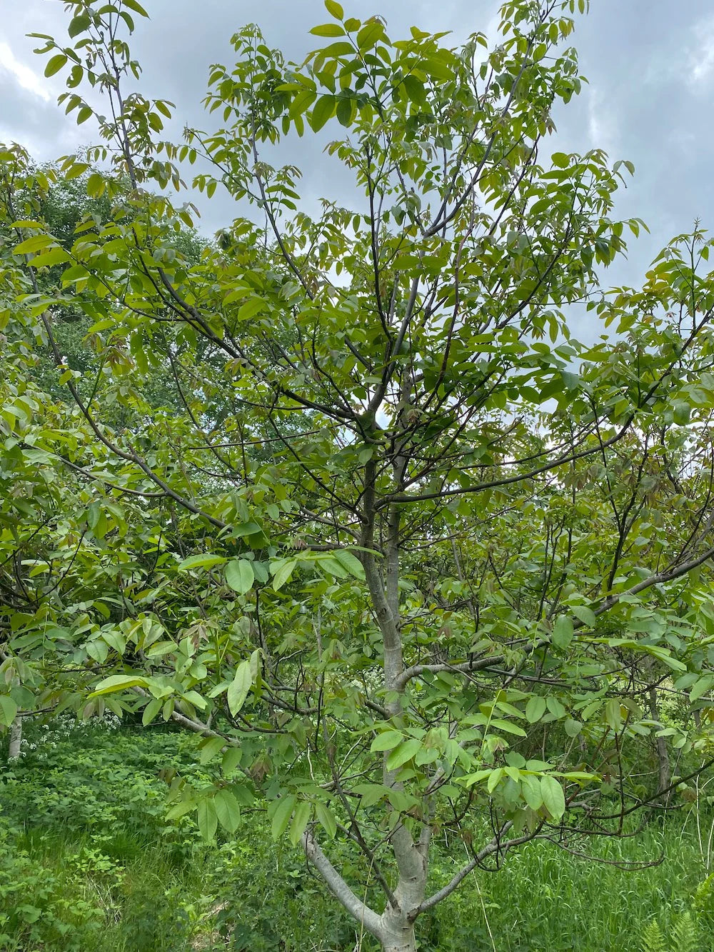 Walnootboom Juglans regia 'Buccaneer'