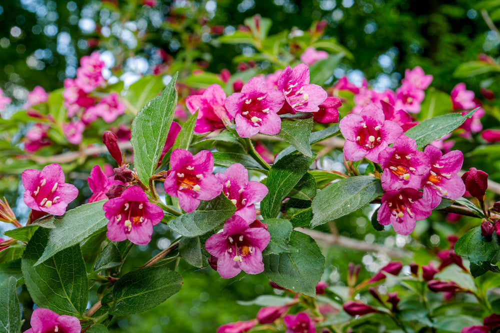 weigelia als haagplant