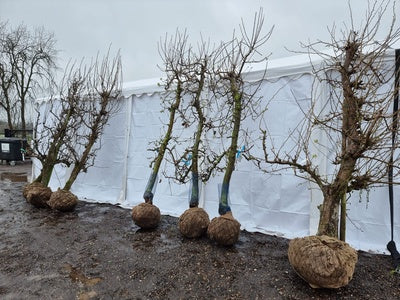 Oude fruitbomen met draadkluit