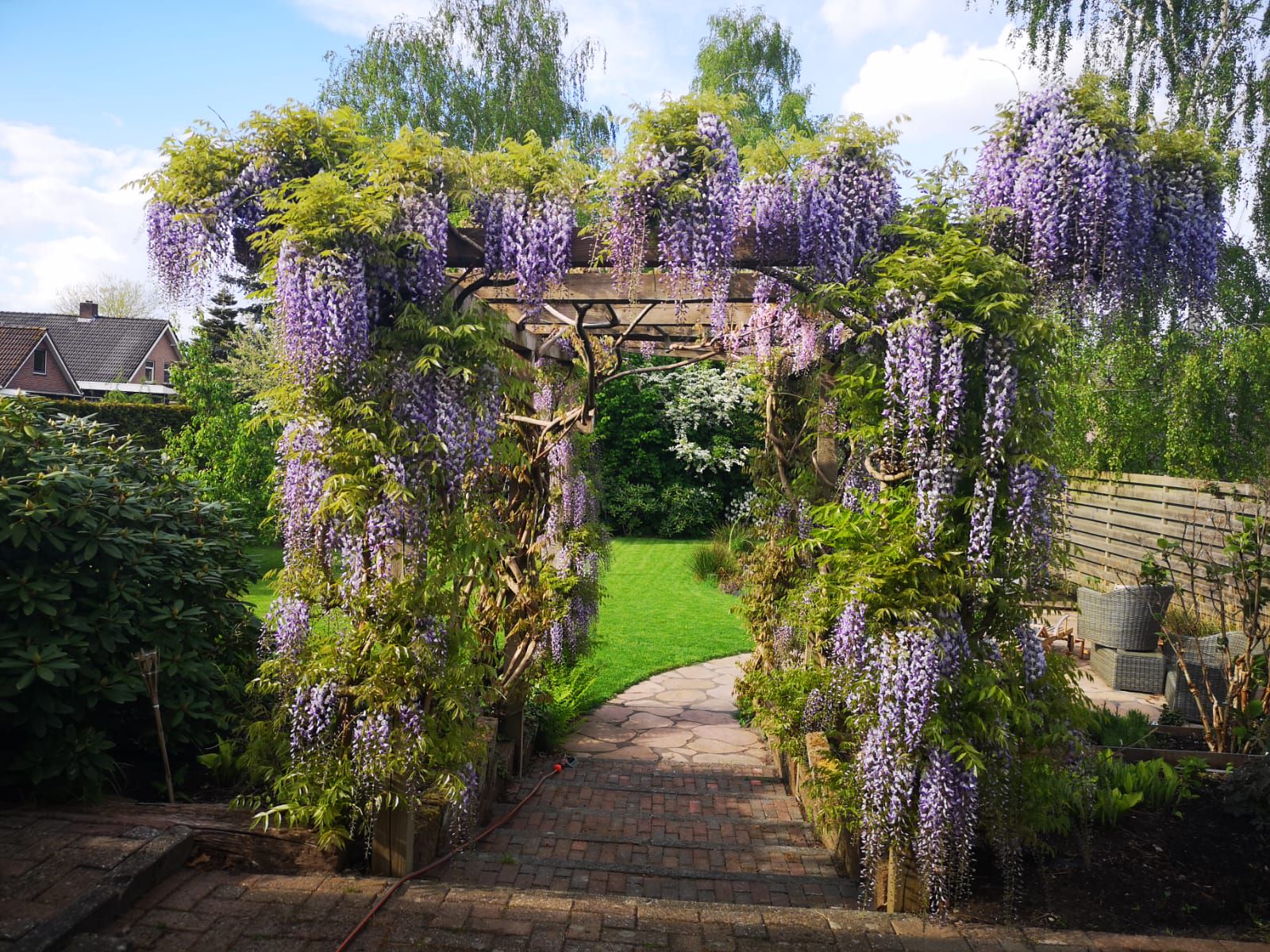 Blauwe regen tegen de pergola