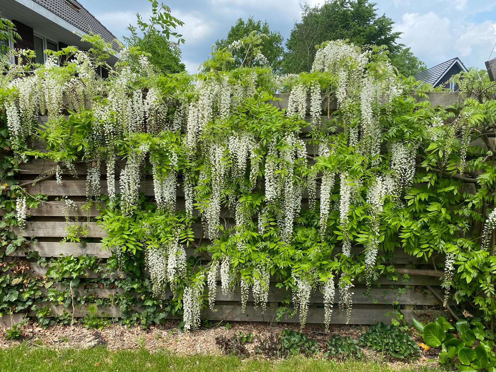 Wisteria sinensis 'Alba'