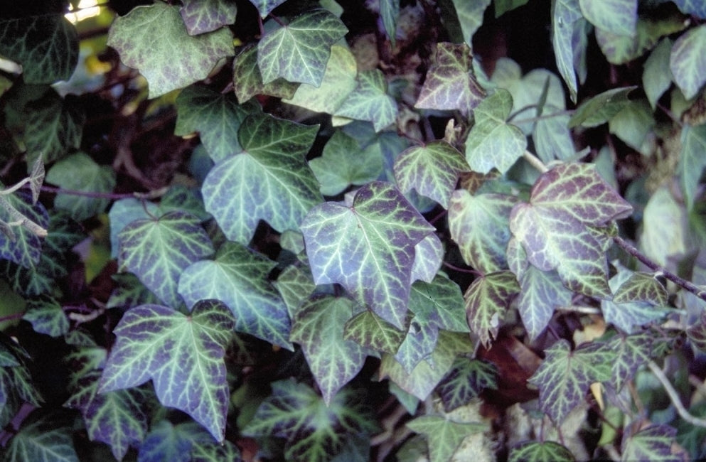 Hedera Helix Woerner