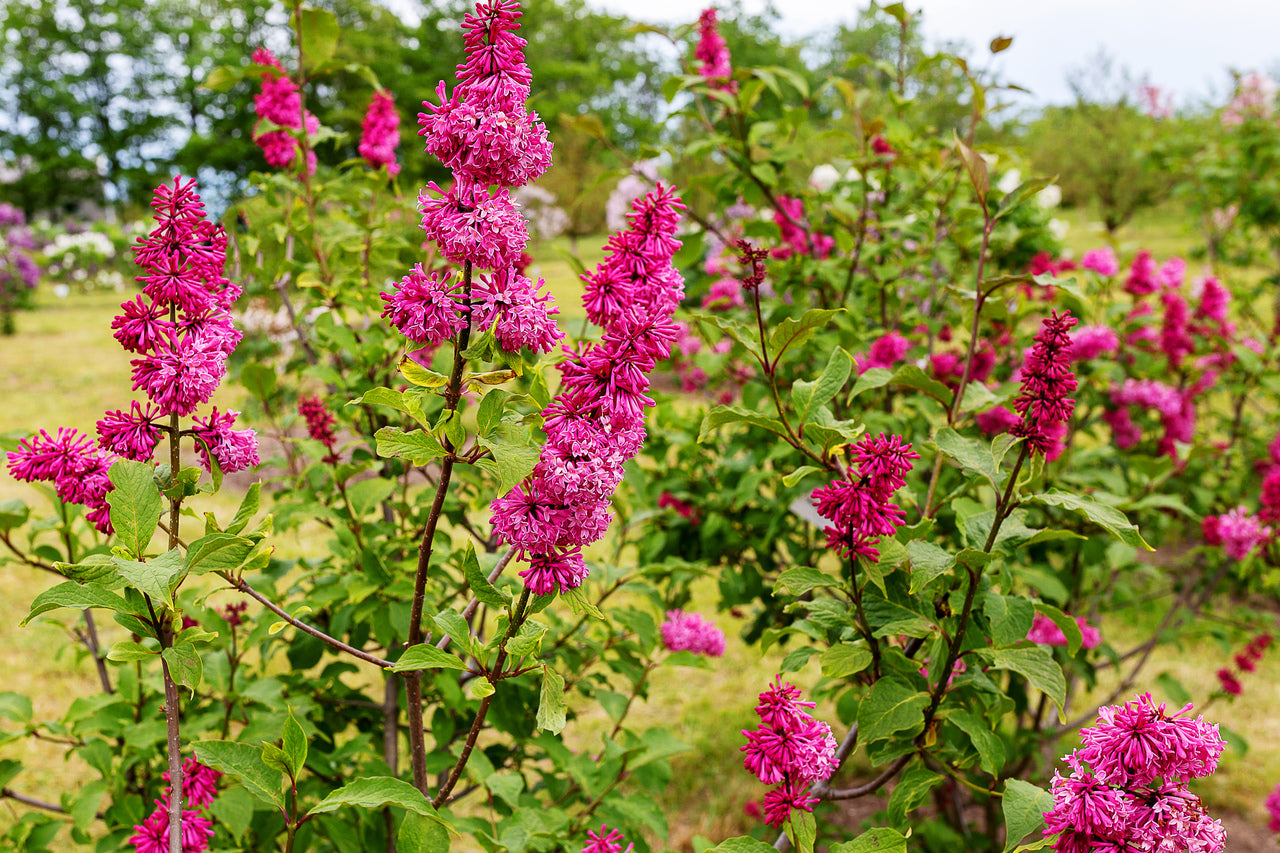 Kanadischer Flieder - Syringa 'Miss Canada'