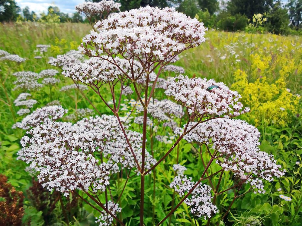 Echter Baldrian – Valeriana officinalis