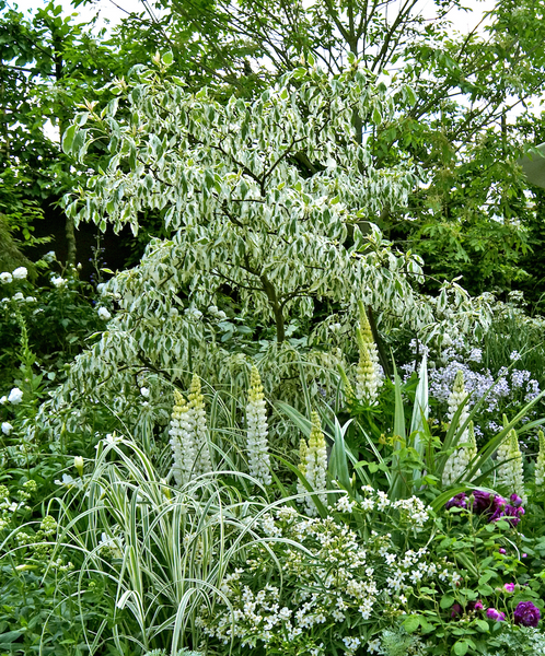 bunter Cornus-Hartriegel