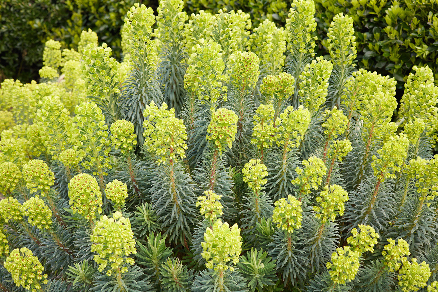 Wolfsmilch - Euphorbia characias subsp. wulfenii