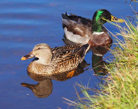 Ducks Trenton lake reflection