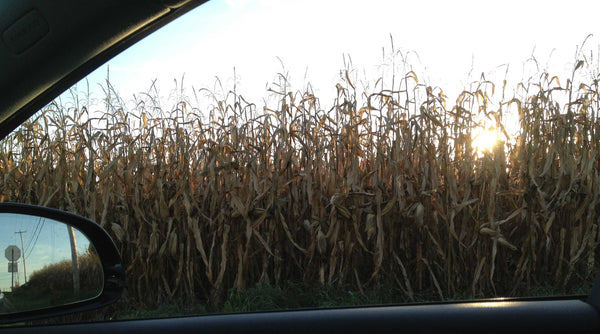 aitumn corn field - sunset photography