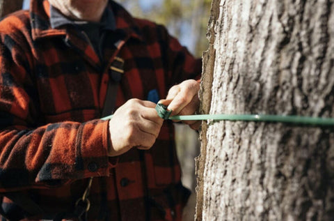 A man tapping a maple tree to collect sap for Beaver Valley Maple Syrup production