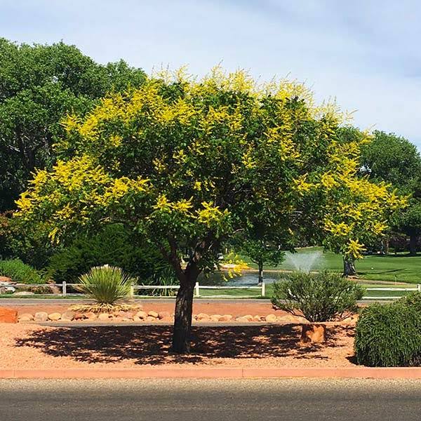 2-3 Ft. - Golden Raintree - Beautiful Yellow Flowers And Orange Seeds