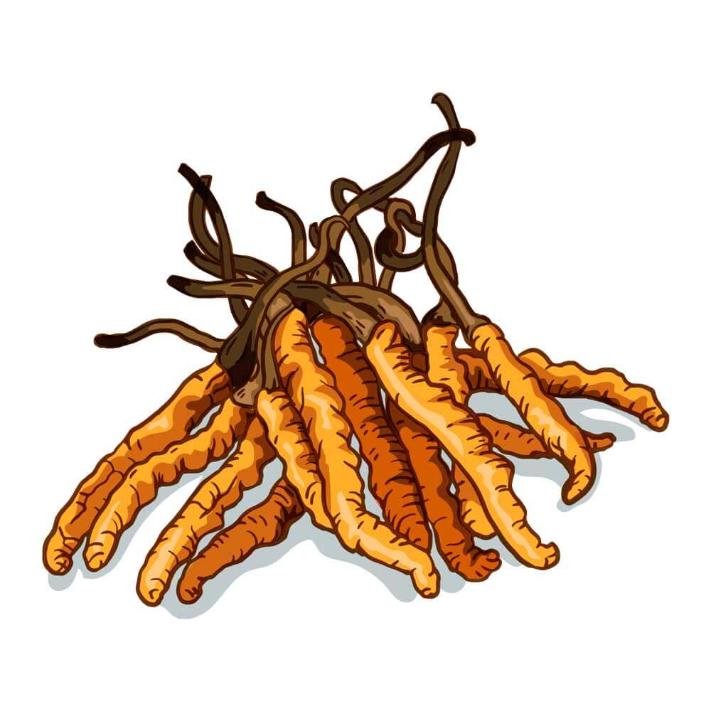 Brain-Forza-Adapt-All-Cordyceps-Msurhom-Extract_6a3f16c8-5188-4a86-b33a-a43b99171fea