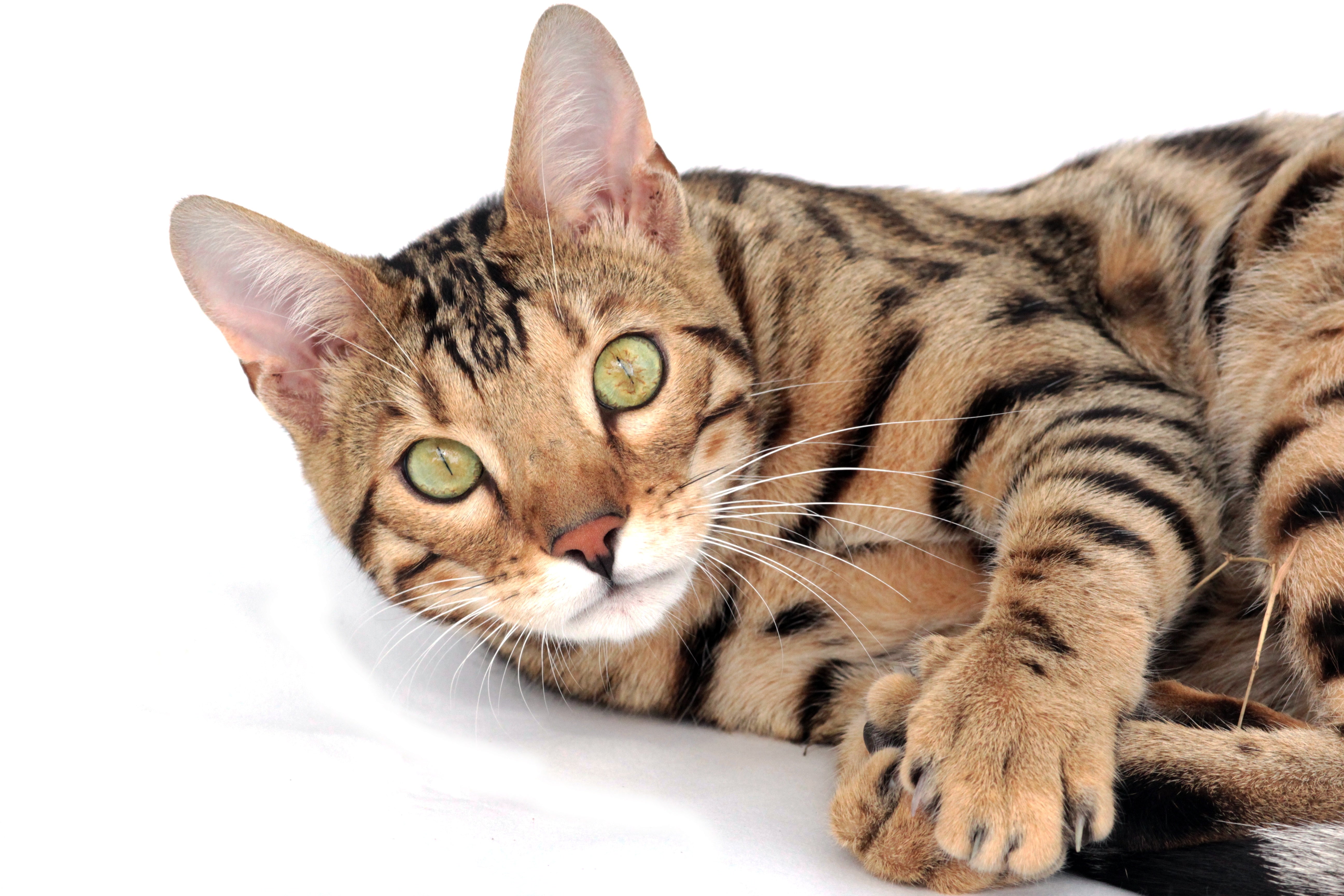 Croquettes pour chat fabriquées en France