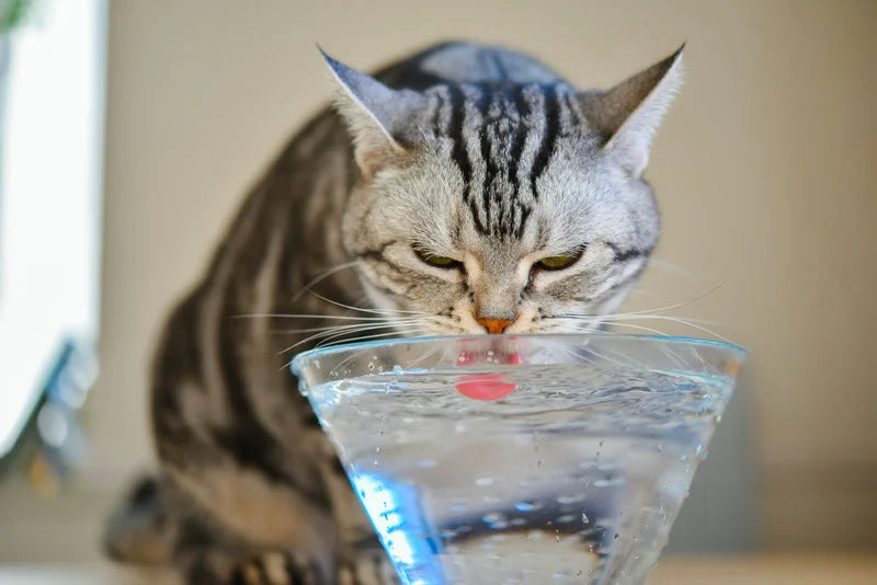 Mon chat ne boit pas