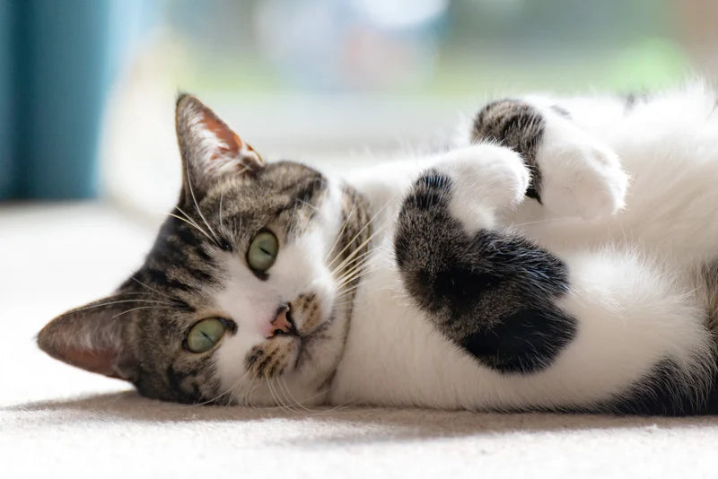 Nourriture Chat Stérilisé