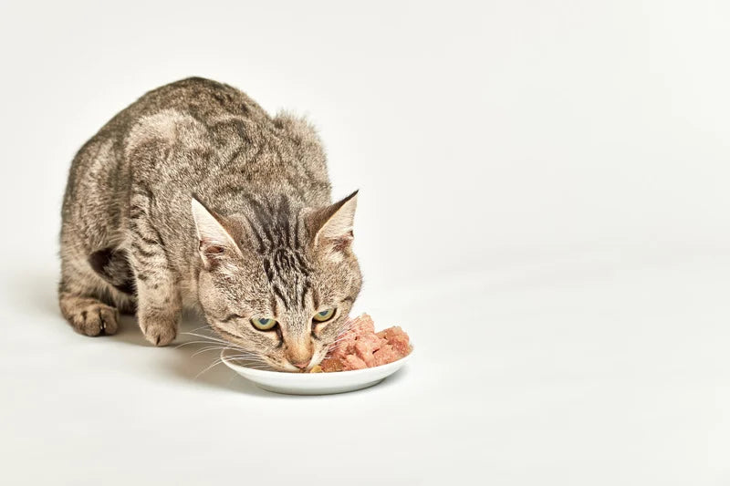 Pâtée Chat Sans Céréales