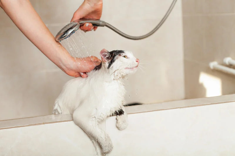 Shampoing Naturel Chat
