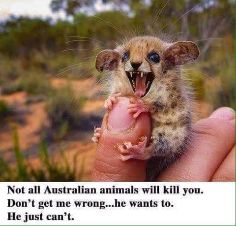 Australian pygmy possum meme