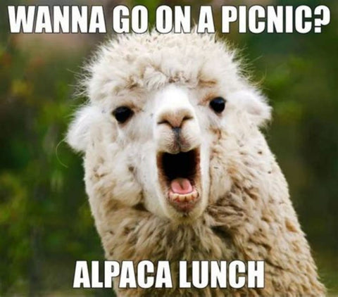 Meme that says wanna go on a picnic? Alpaca lunch