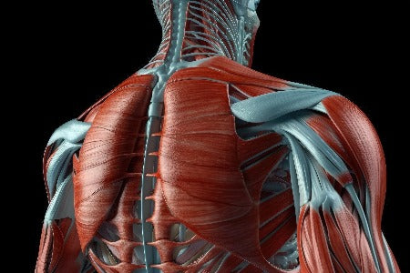 Musculoskeletal System