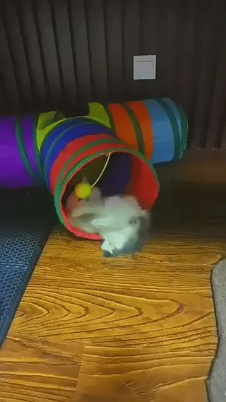 Regenboog Katten Tunnel