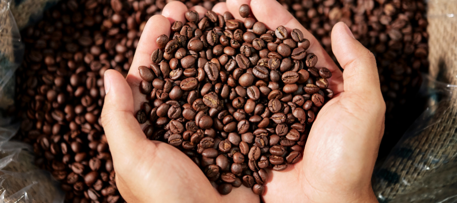 white hands holding coffee beans with lots of coffee beans in the background