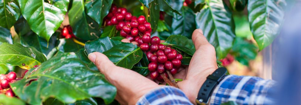 Coffee harvest