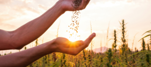 Hands sprinkling hemp seeds in a field with the sun in the background