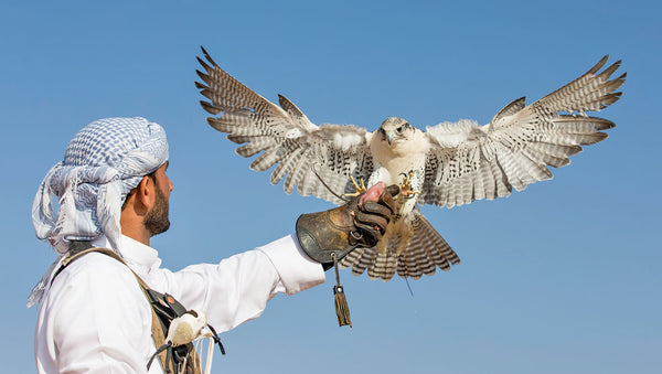 Falconry United Arab Emirates