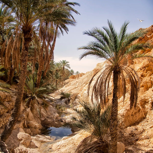 Al Ain Vahası Abu Dabi