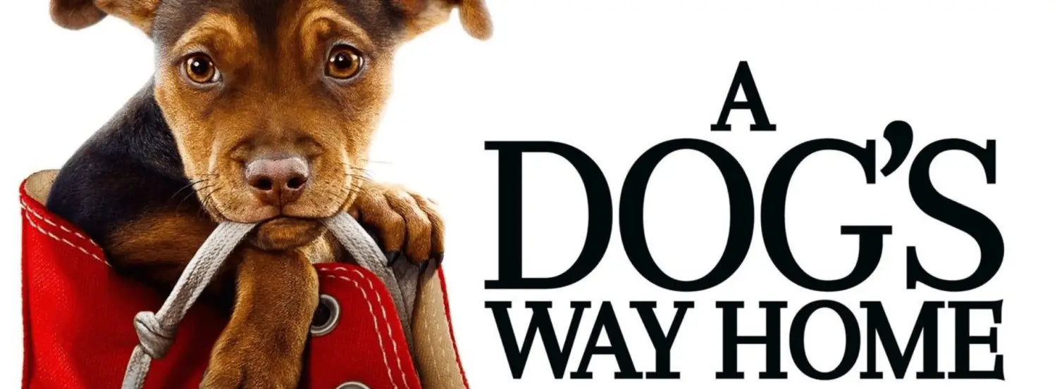 A Dog's Way Home-movies