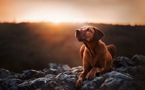 Brown-dog-look-up-stones-sunset