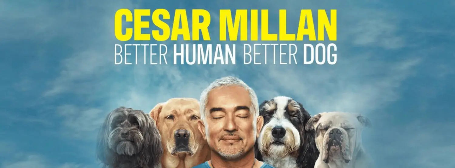 Dog Whisperer with Cesar Millan Dog  Tv Shows