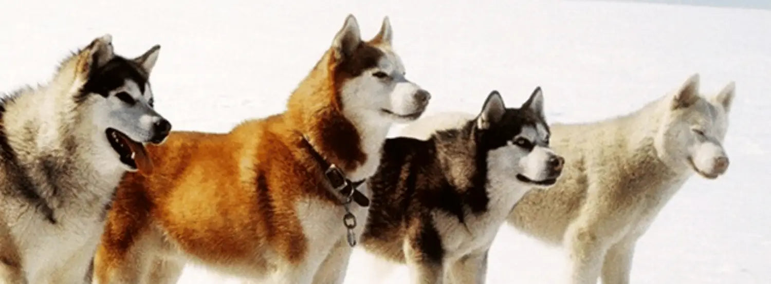 Eight Below-dog-movies