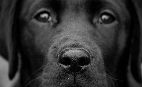 Why are dogs’ noses wet