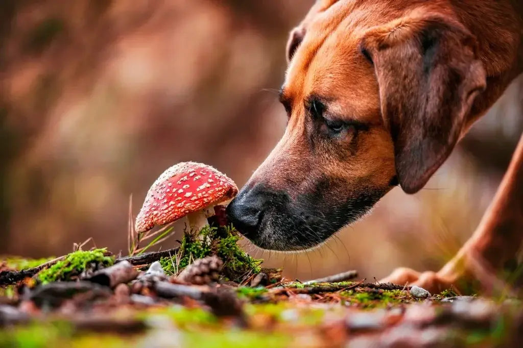 a-dog-sniffing-a-mushroom-up-close