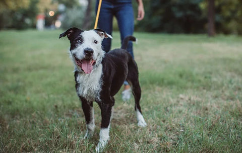 border-collie-dog-walks