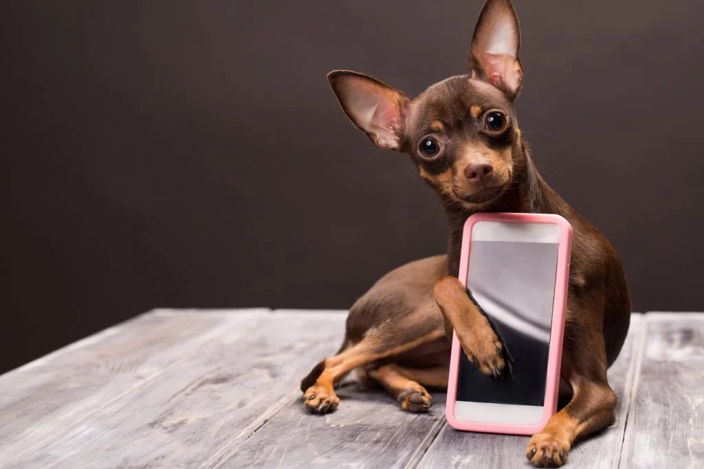 brown-chihuahua-with-iphone-smart-phone