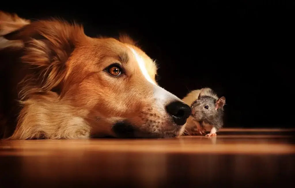 corgi-dog-and-mouse