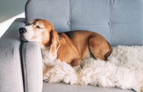 dog-beagle-sleeping-on-the-couch-scaled