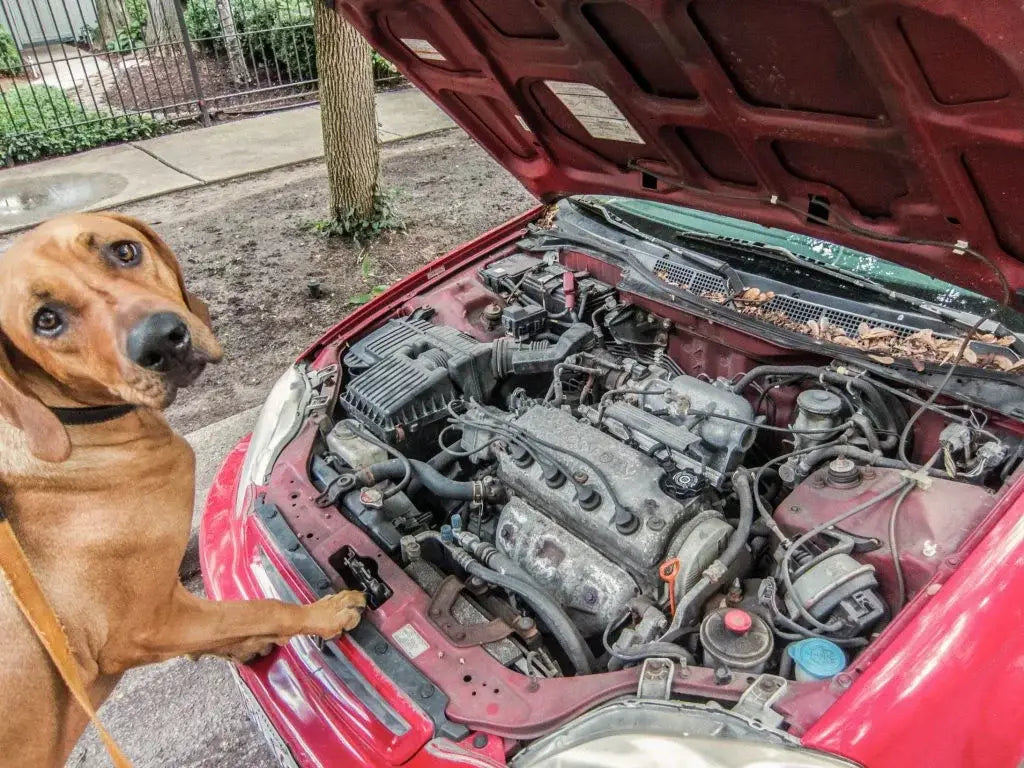 dog-car-mechanic-fixing-car