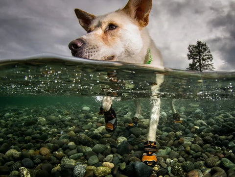 dog-in-a-lake-with-paw-protectors