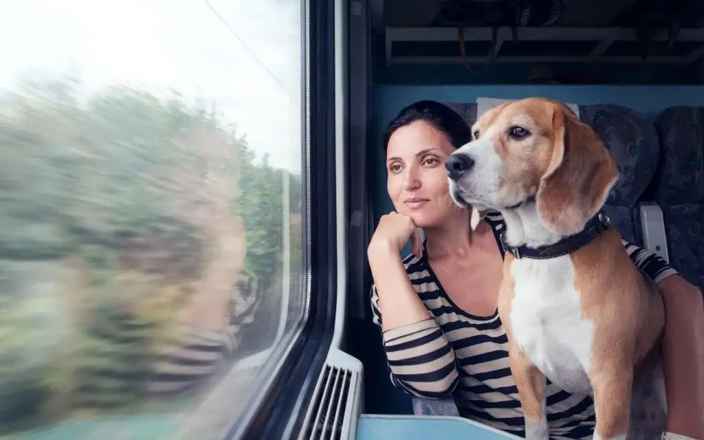 dog-on-a-train-with-her-owner