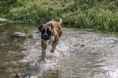 dogs-having-fun-in-the-river