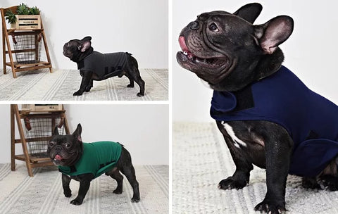 french-bulldog-wearing-a-thunder-vest